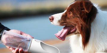 Gençler bavulunu paylaşıyor: Artık köpekler de tatile dahil!