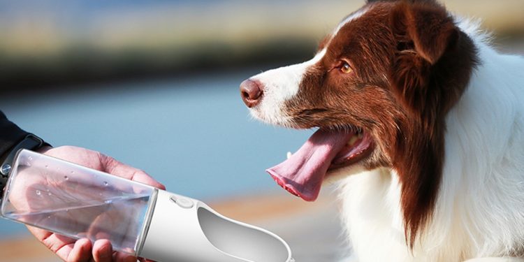 Gençler bavulunu paylaşıyor: Artık köpekler de tatile dahil!