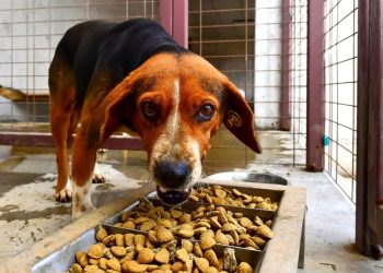 Atıklar mamaya, israf iyiliğe dönüşüyor