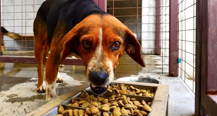 Atıklar mamaya, israf iyiliğe dönüşüyor