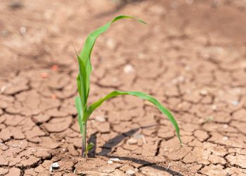 TEMA Vakfı: “Toprağı İyileştirmek, Doğayı ve Geleceği Korumaktır”