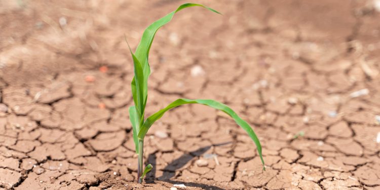 TEMA Vakfı: “Toprağı İyileştirmek, Doğayı ve Geleceği Korumaktır”