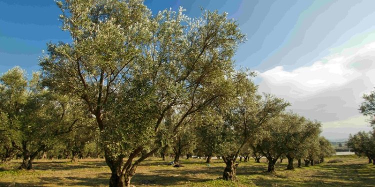 TEMA Vakfı Yönetim Kurulu Başkanı Deniz Ataç : “Büyük Tehdit Mecliste!”