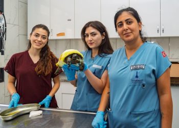 İzmir’de yangından kurtarılan kaplumbağanın tedavisi sürüyor