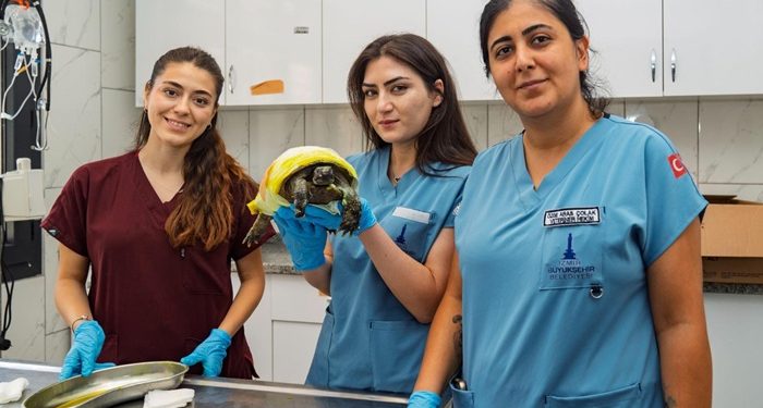 İzmir’de yangından kurtarılan kaplumbağanın tedavisi sürüyor
