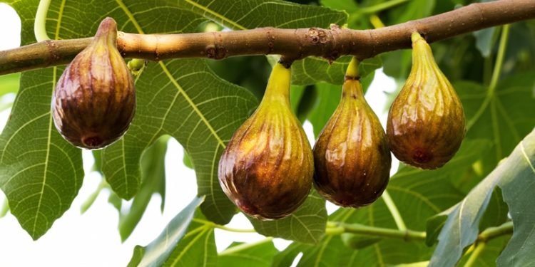 Cennet meyvesi incirler oldu ihracat yolculuğu başladı