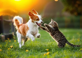 Veteriner Hekimlerden Yaz Alarmı: Kedi ve Köpekleriniz İçin Hemen Uygulayabileceğiniz 7 öneri