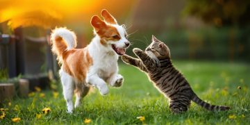Veteriner Hekimlerden Yaz Alarmı: Kedi ve Köpekleriniz İçin Hemen Uygulayabileceğiniz 7 öneri
