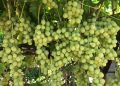 Diyabet hastalarının yolunu dört gözle beklediği Superior Seedless üzümü sofralardaki yerini aldı
