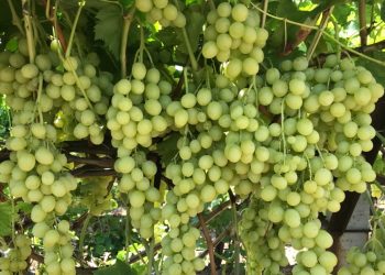 Diyabet hastalarının yolunu dört gözle beklediği Superior Seedless üzümü sofralardaki yerini aldı