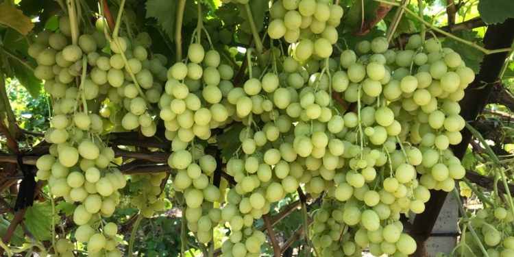 Diyabet hastalarının yolunu dört gözle beklediği Superior Seedless üzümü sofralardaki yerini aldı