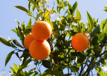 Ege Bölgesi Narenciye Rekoltesinde yüzde 34’lük azalış