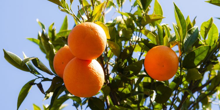Ege Bölgesi Narenciye Rekoltesinde yüzde 34’lük azalış
