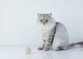 Akıllı kedi kumuyla evde 3 saniyede sağlık taraması mümkün