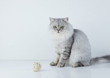 Akıllı kedi kumuyla evde 3 saniyede sağlık taraması mümkün