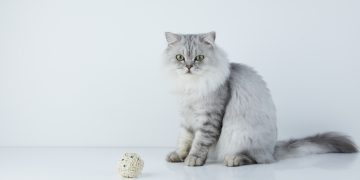 Akıllı kedi kumuyla evde 3 saniyede sağlık taraması mümkün