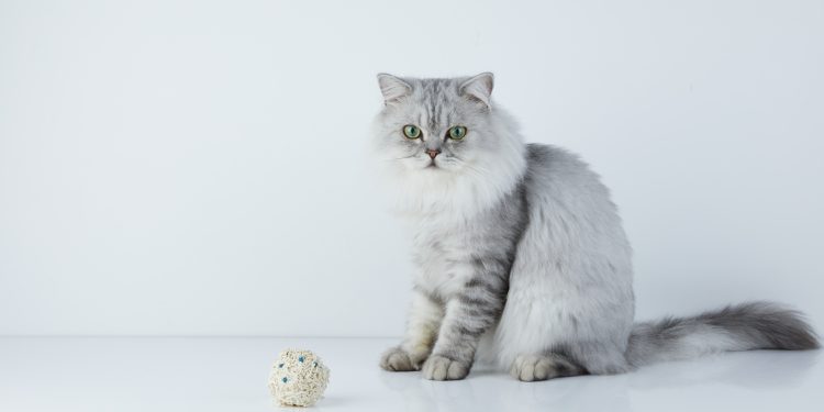 Akıllı kedi kumuyla evde 3 saniyede sağlık taraması mümkün