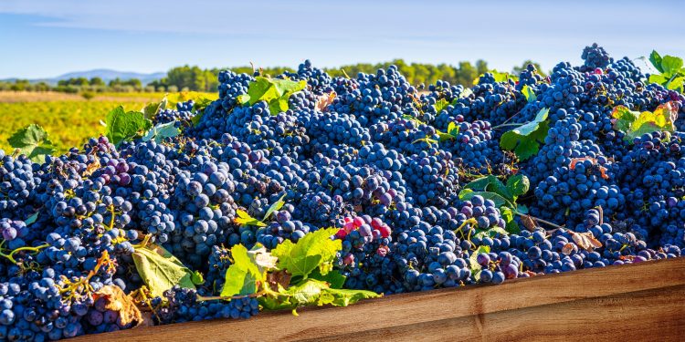 Sarı yazda bağ bozumu ve festival rotaları