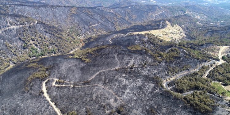Toplum Çalışmaları Enstitüsü: Türkiye’de 1 aylık orman yangınlarında 90 bin hektara yakın ormanlık alan küle döndü