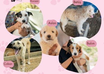 Muğla’da can dostlar sıcak yuvalarına kavuşuyor