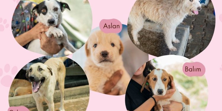 Muğla’da can dostlar sıcak yuvalarına kavuşuyor