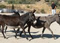 Pako’da bakılan binek hayvanlar sahiplendiriliyor