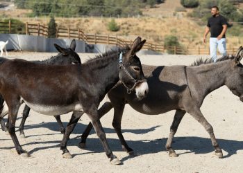 Pako’da bakılan binek hayvanlar sahiplendiriliyor