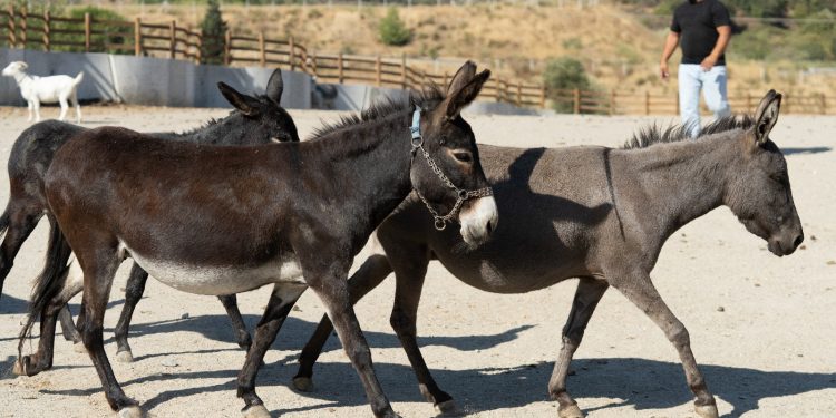 Pako’da bakılan binek hayvanlar sahiplendiriliyor