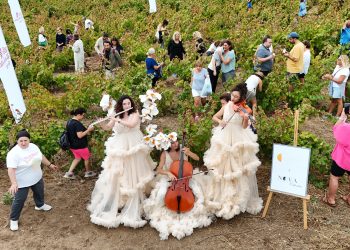 Coğrafi işaretli ada karası üzüm hasadı gerçekleşti