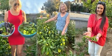 Turşu kuran, zeytin kıran ellerden gelenek kokan tatlar Şenay Ana ile Urla’nın geleneksel kış hazırlıkları/Fulya Omaç