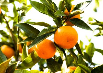 Satsuma mandalinanın ihracat yolculuğu 17 Ekim’de başlıyor