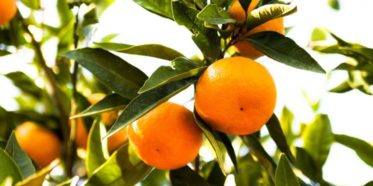 Satsuma mandalinanın ihracat yolculuğu 17 Ekim’de başlıyor