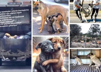 Semra Çetinsoy: “Bilimsel temelli, adil, vicdanlı ce sürdürülebilir sistem olmadan çözüm mümkün değil”/Fulya Omaç