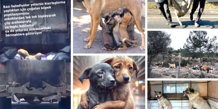 Semra Çetinsoy: “Bilimsel temelli, adil, vicdanlı ce sürdürülebilir sistem olmadan çözüm mümkün değil”/Fulya Omaç