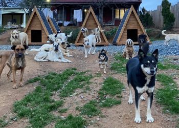 Sinemada perde patili dostlar için açılıyor