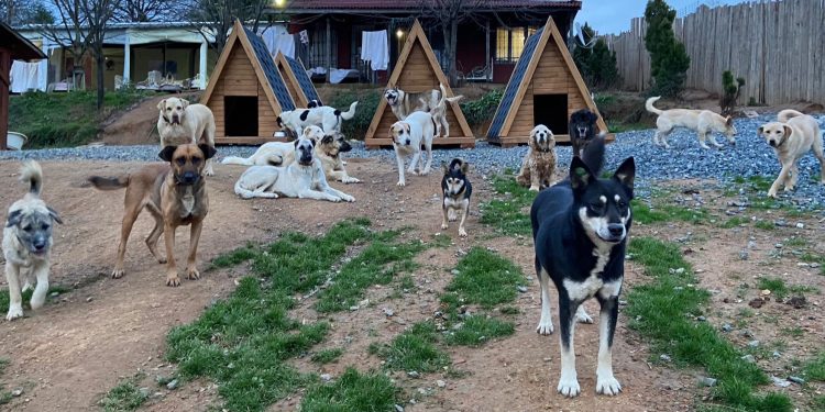 Sinemada perde patili dostlar için açılıyor