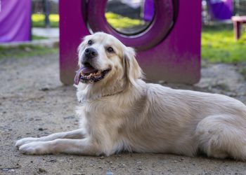 Shane Larkin’den Hayvanlara yönelik farkındalık desteği