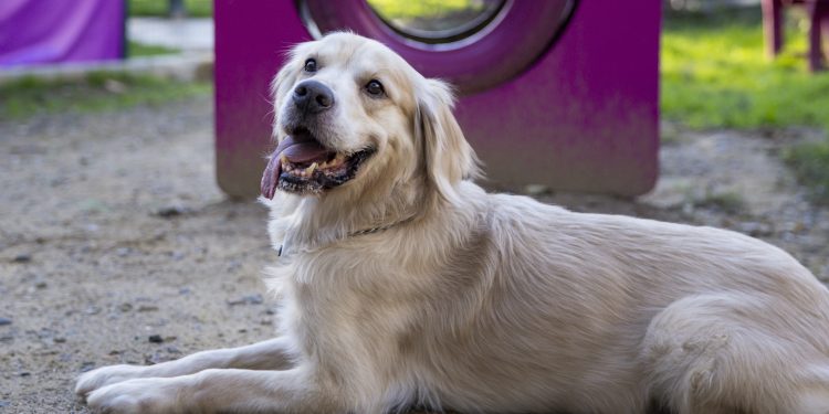 Shane Larkin’den Hayvanlara yönelik farkındalık desteği