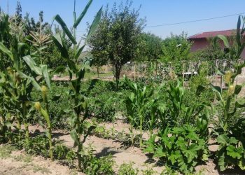 Efes Tarlası Yaşam Köyü’nde elde edilen yerel tohumlar Anadolu’nun dört bir yanında filizleniyor