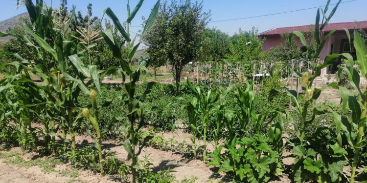 Efes Tarlası Yaşam Köyü’nde elde edilen yerel tohumlar Anadolu’nun dört bir yanında filizleniyor