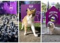 WHISKAS®’tan Toplumsal Empatiyi Güçlendiren Proje: “Gör Beni”