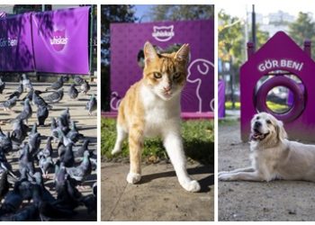 WHISKAS®’tan Toplumsal Empatiyi Güçlendiren Proje: “Gör Beni”