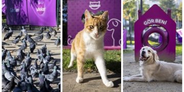 WHISKAS®’tan Toplumsal Empatiyi Güçlendiren Proje: “Gör Beni”