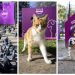WHISKAS®’tan Toplumsal Empatiyi Güçlendiren Proje: “Gör Beni”