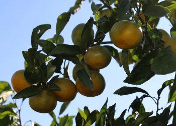 Ekim ayında mandalina ihracatında yüzde 144’lük rekor artış