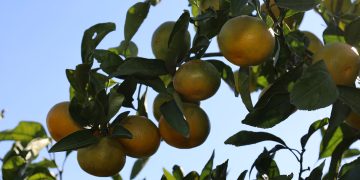 Ekim ayında mandalina ihracatında yüzde 144’lük rekor artış