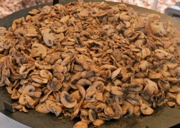 Kuzuyayla’da mantarların gizemli dünyası keşfedildi