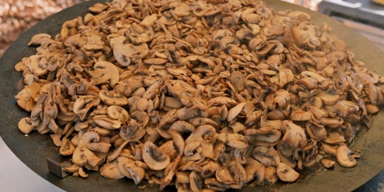 Kuzuyayla’da mantarların gizemli dünyası keşfedildi