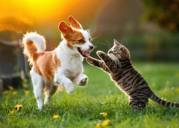 Kedi ve köpeklere verilen yiyecekler sağlıklarını riske atabilir