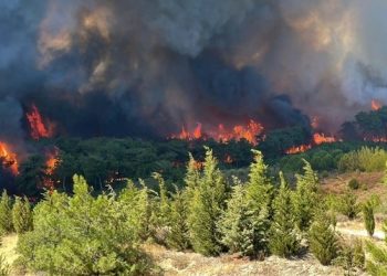 Doğa İçin Sorumluluk Hepimizde: TEMA Vakfı 2025’in çevre olaylarını değerlendirdi